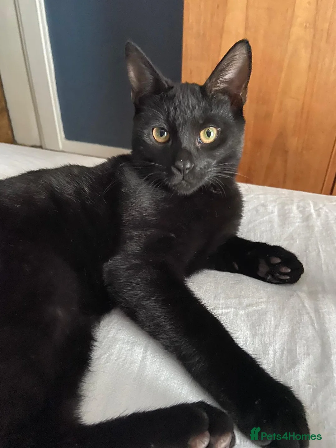 Mixed Breed cats for sale: Cat For A Good Home - Advert 2