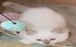 Ragdoll cats for sale: Ragdoll kittens  - Image 1