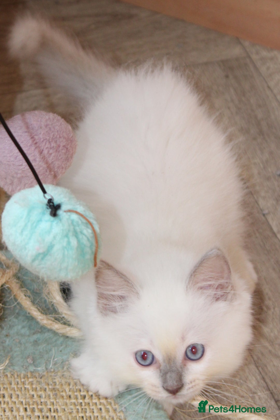 Ragdoll cats for sale: Ragdoll kittens  - Image 1
