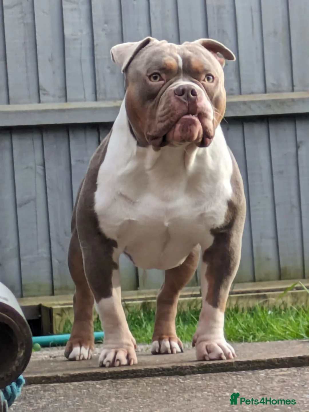 American Bully dogs for sale: Pocket bully - Advert 2