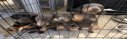 Miniature Dachshund dogs for sale: 3 miniature daschund puppies girls - Advert 4
