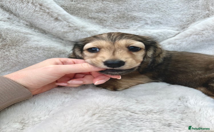 Miniature Dachshund dogs - Advert 11