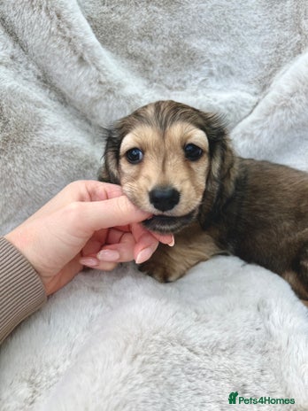 Miniature Dachshund dogs - Advert 11