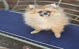 Pomeranian dogs for sale: Male Pomeranian Puppy left ! (ready to go!) - Image 1
