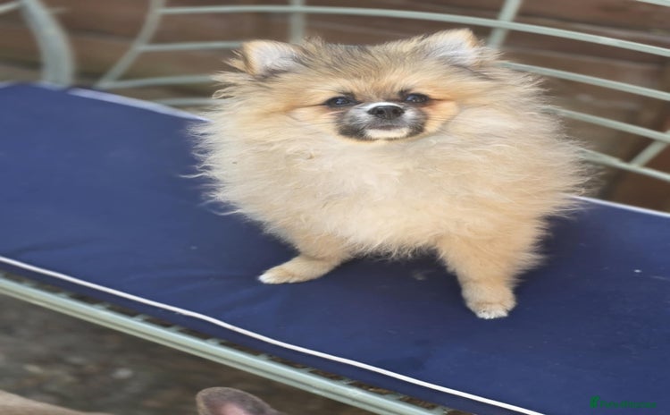 Pomeranian dogs - Advert 13