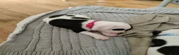 Staffordshire Bull Terrier dogs for sale: Lovely little staffy puppies  - Advert 19