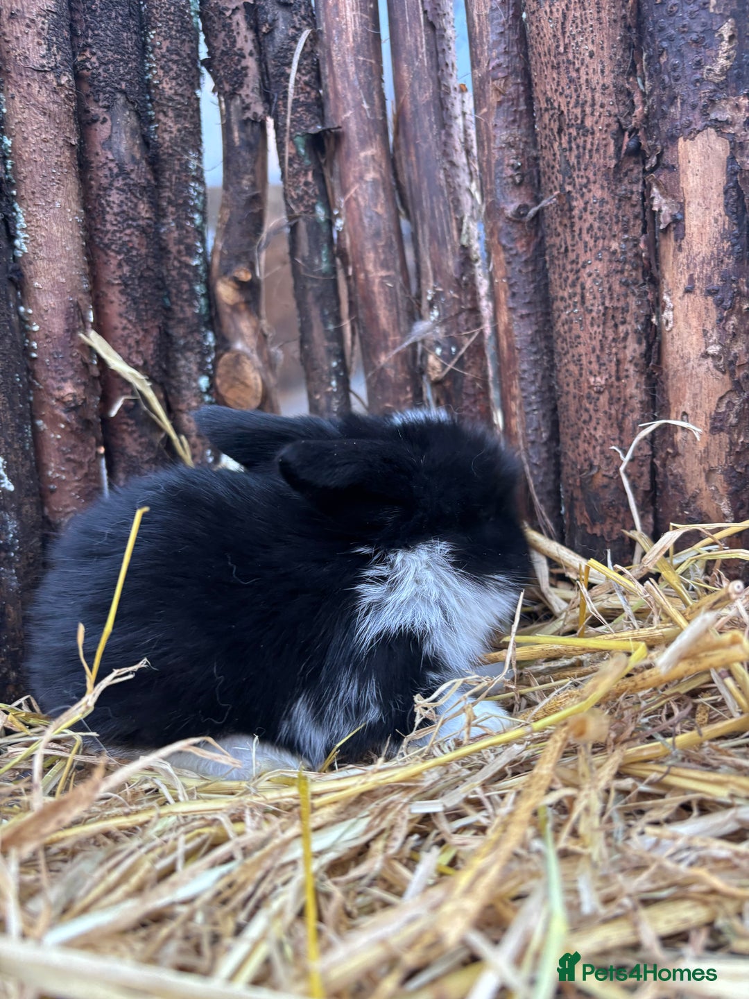 Mini Lop rabbits for sale: Mini lops  - Advert 2