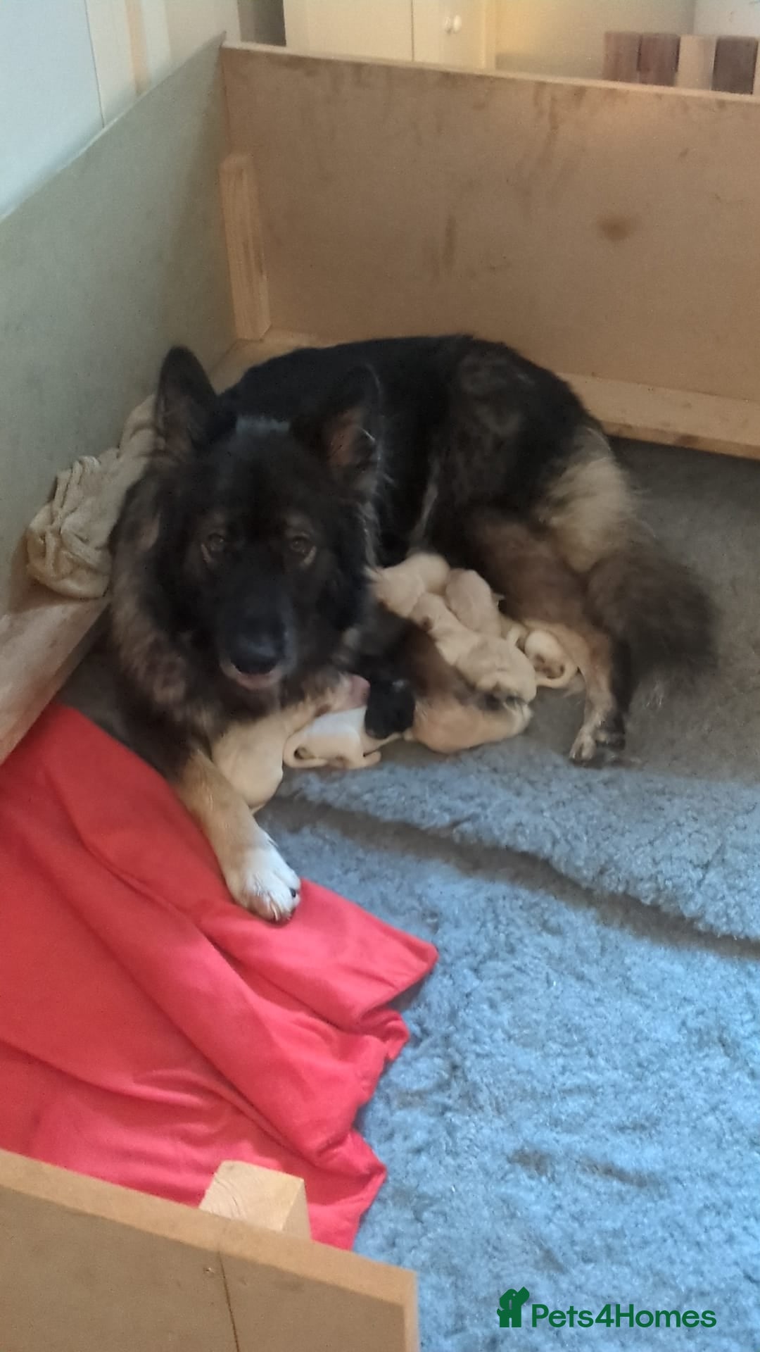 Mixed Breed dogs for sale: Golden Shepherd puppies  - Image 10