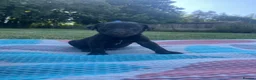 Labrador Retriever dogs for sale: Adorable KC Labrador Puppies for Sale - Advert 3