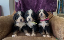 Bernese Mountain Dog dogs for sale: KC Reg Bernese Mountain Dog Puppies - Image 1