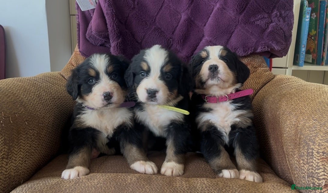 Bernese Mountain Dog dogs for sale: KC Reg Bernese Mountain Dog Puppies - Image 1
