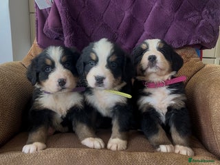 Bernese Mountain Dog dogs - Advert 7