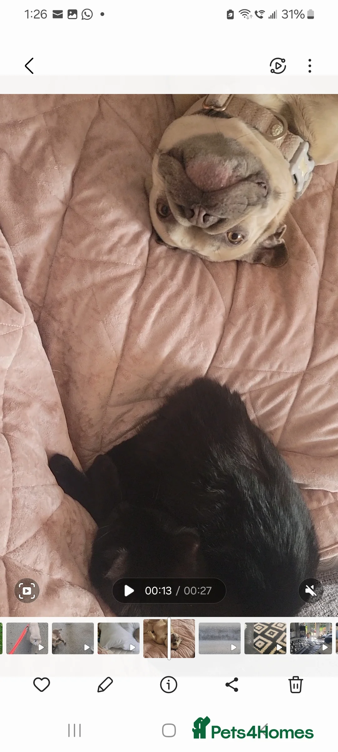 French Bulldog dogs for sale: beloved pet, devastating rehome - Advert 2