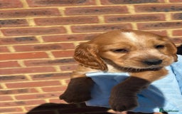 Cocker Spaniel dogs for sale: 🩷Rosie’s Stunning Puppies 🩷 - Image 3