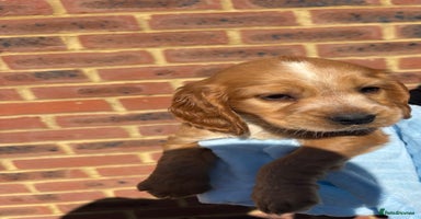 Cocker Spaniel dogs - Advert 7
