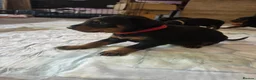 Dobermann dogs for sale: 1 girl,2 boys left!! Dobermann x Rottweiler) - Advert 12