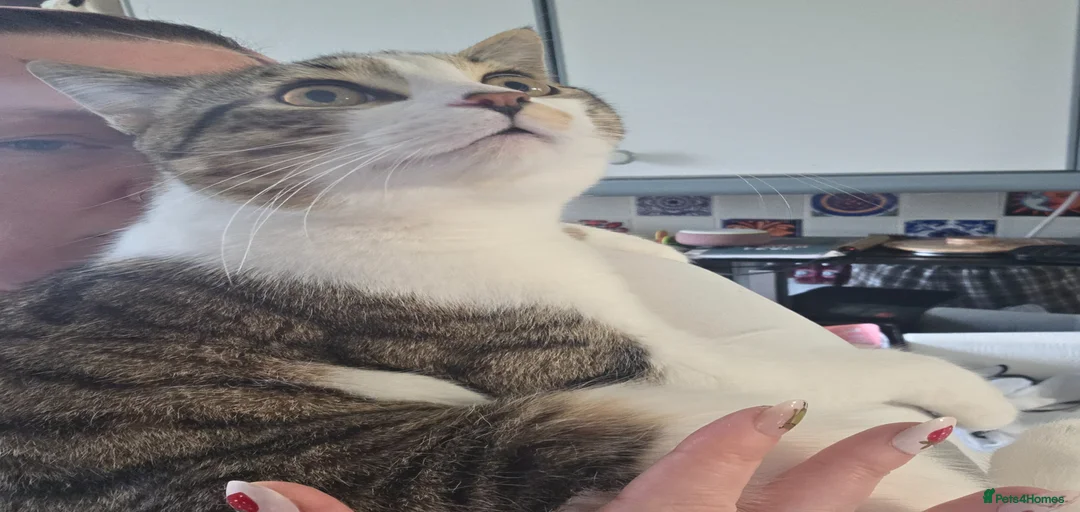 Gallery Image {{count}}