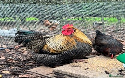 Chickens poultry for sale: Two Stunning Cockerels Looking for New Homes - Image 4