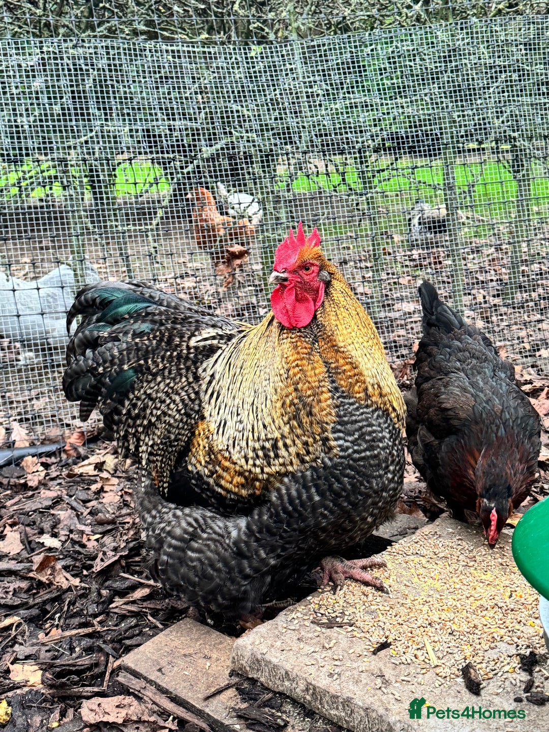 Chickens poultry for sale: Two Stunning Cockerels Looking for New Homes - Image 4