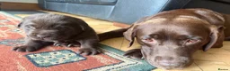 Labrador Retriever dogs for sale: Super Chunky Gorgeous George in Poulton-le-Fylde - Advert 3