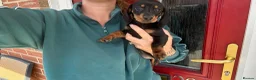 Miniature Dachshund dogs for sale: ‼️LAST 2 10 WEEKS OLD 💕 dachshunds - Advert 8