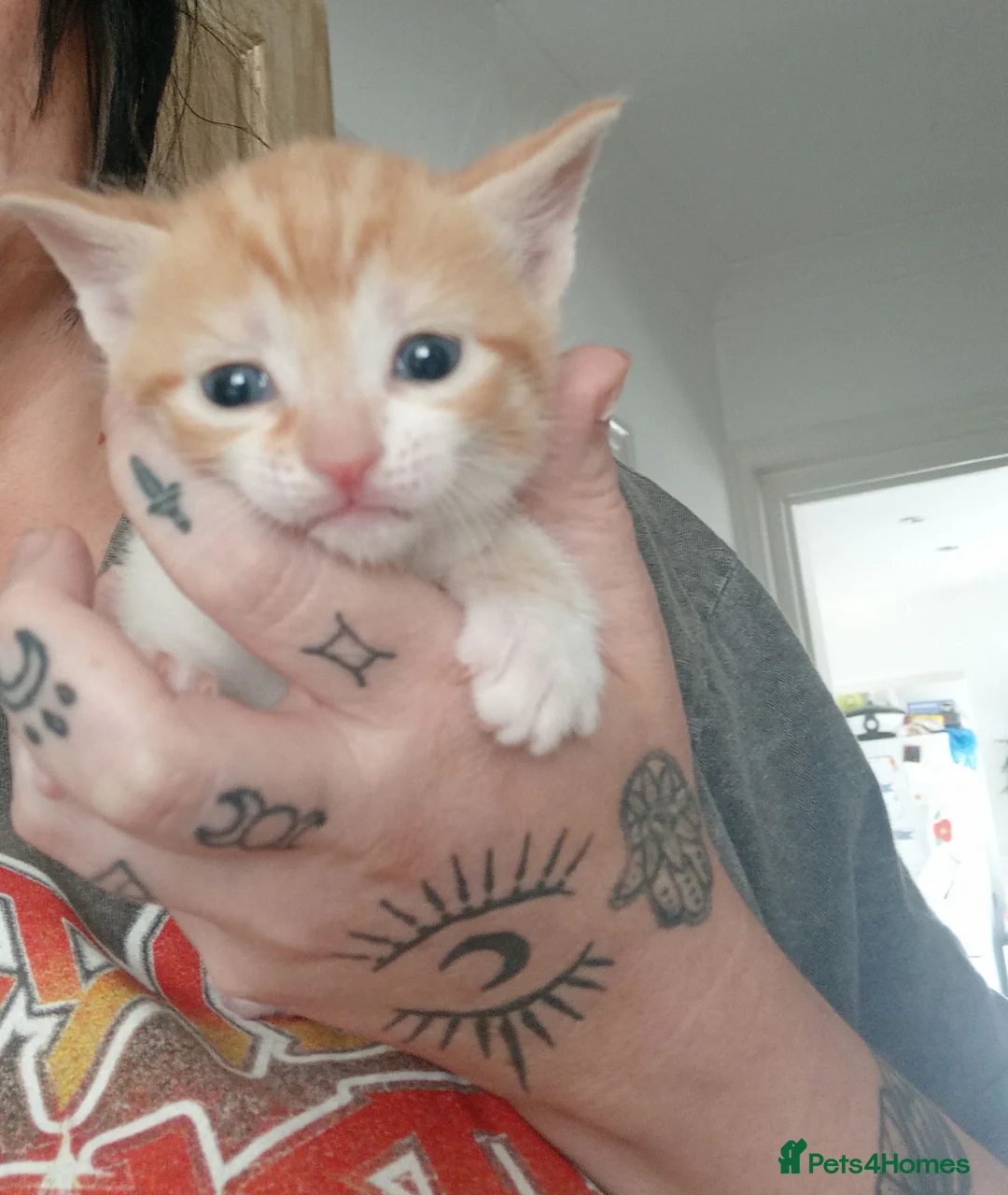 Mixed Breed cats for adoption: female kittens - Advert 8