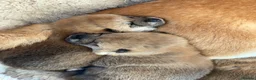 Japanese Shiba Inu dogs for sale: Clear DNA red Shiba Inu puppy champion parents - Advert 9