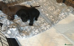 Miniature Dachshund dogs for sale: Miniature dachshund baby’s  - Image 16