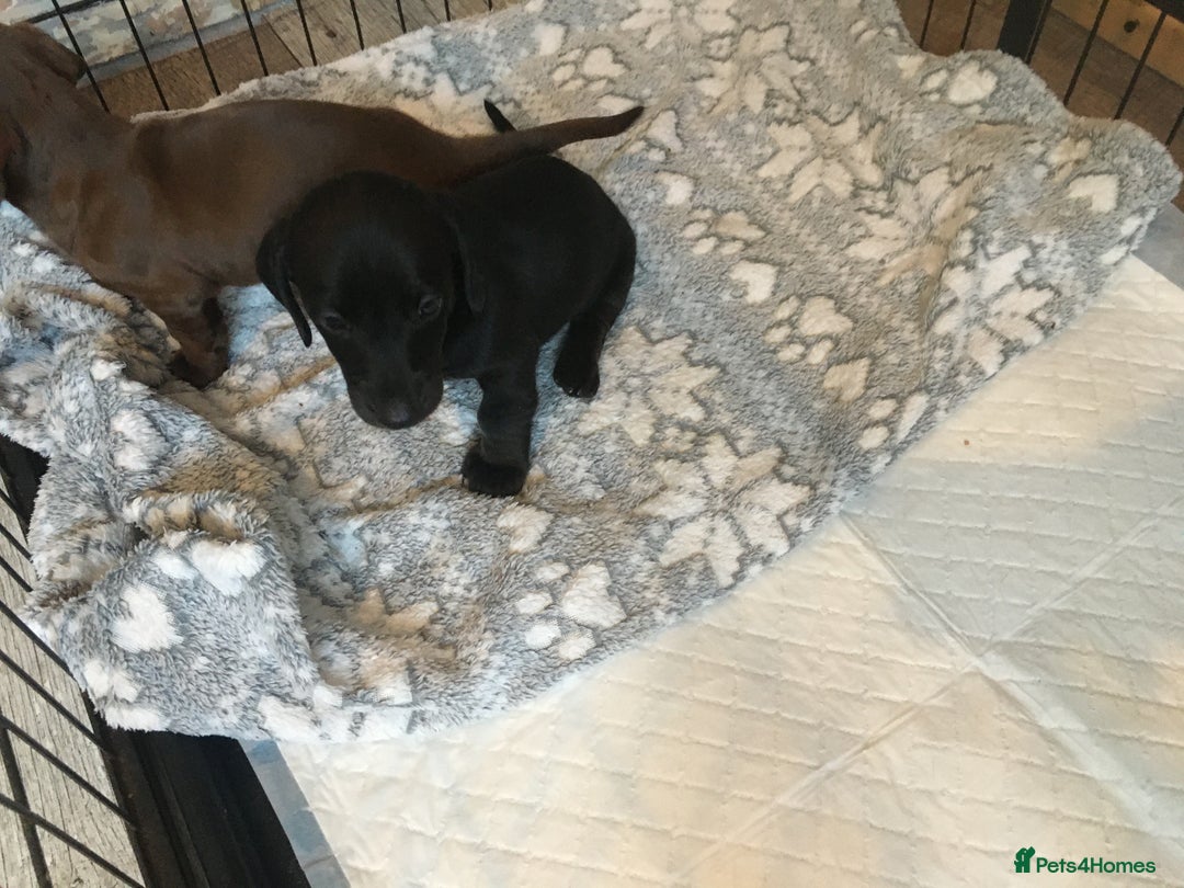 Miniature Dachshund dogs for sale: Miniature dachshund baby’s  - Image 16