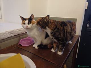 Mixed Breed cats Lovely and friendly sister cats - Advert 7