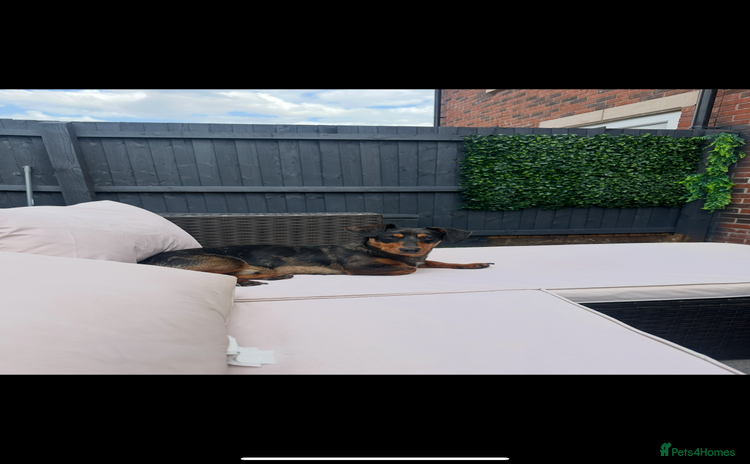 Mixed Breed dogs - Advert 2
