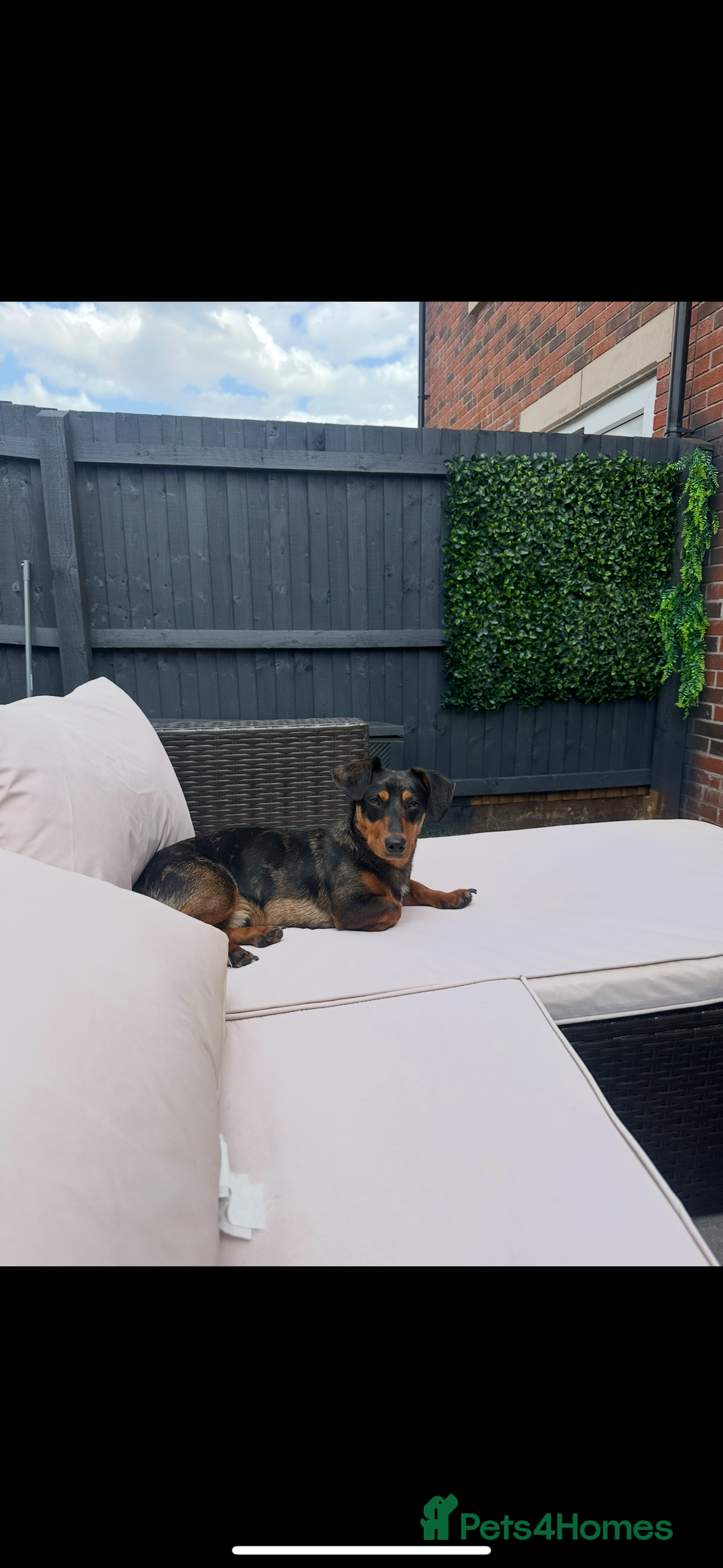 Mixed Breed dogs for sale: Dachshund cross jack russel terrier  - Image 1