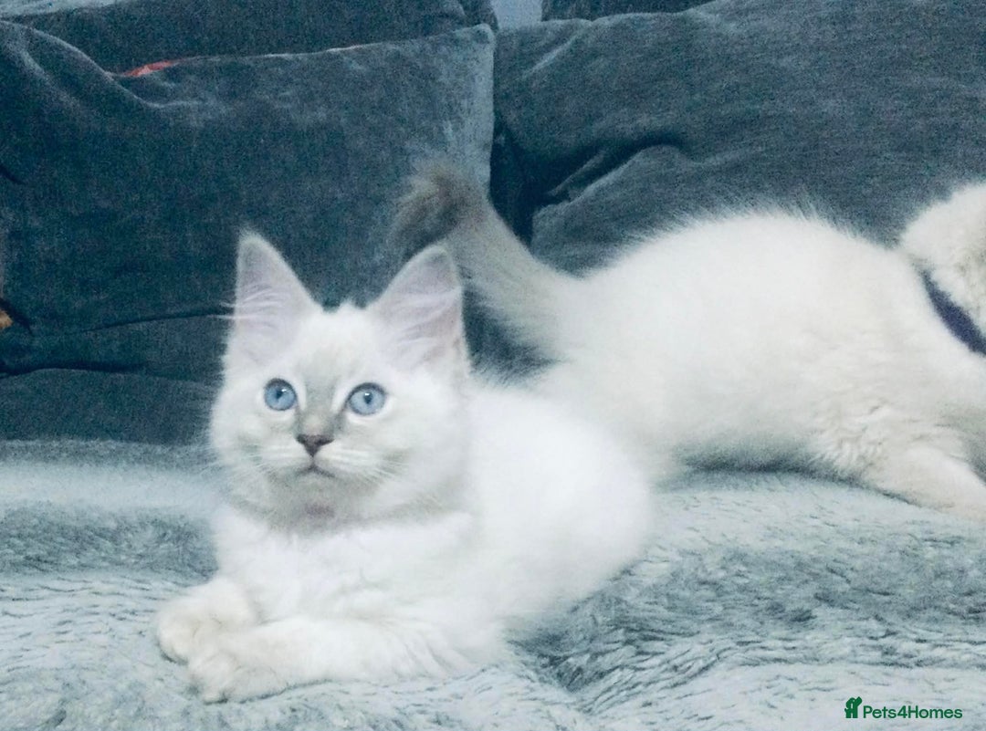 Ragdoll cats for sale: Ragdoll kittens girls - Advert 3