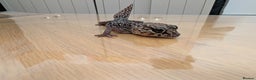 Gecko reptiles for sale: Gecko - Advert 5