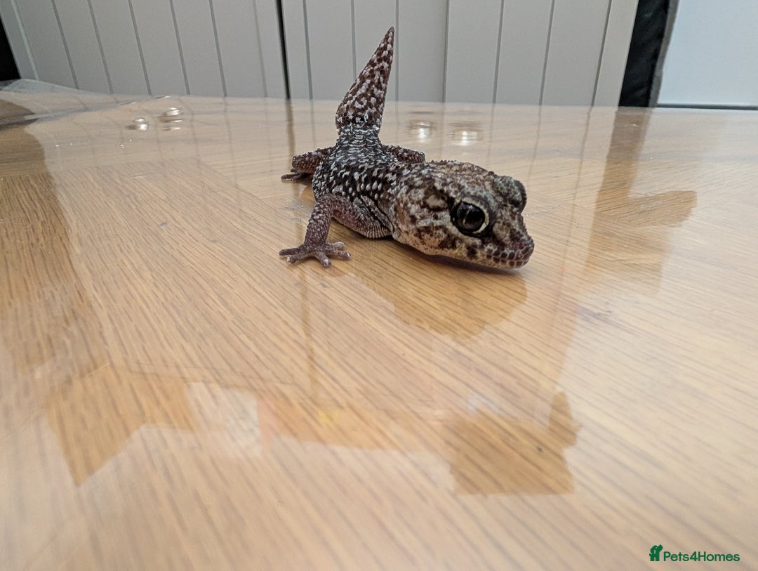 Gecko reptiles for sale: Gecko - Advert 5