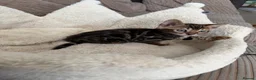 Bengal cats for sale: TICA pure breed Bengal kittens available.  - Advert 2
