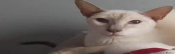 Siamese cats for sale: Siamese cats - Advert 2