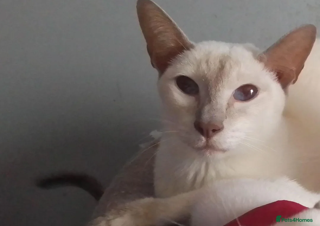 Siamese cats for sale: Siamese cats - Advert 2