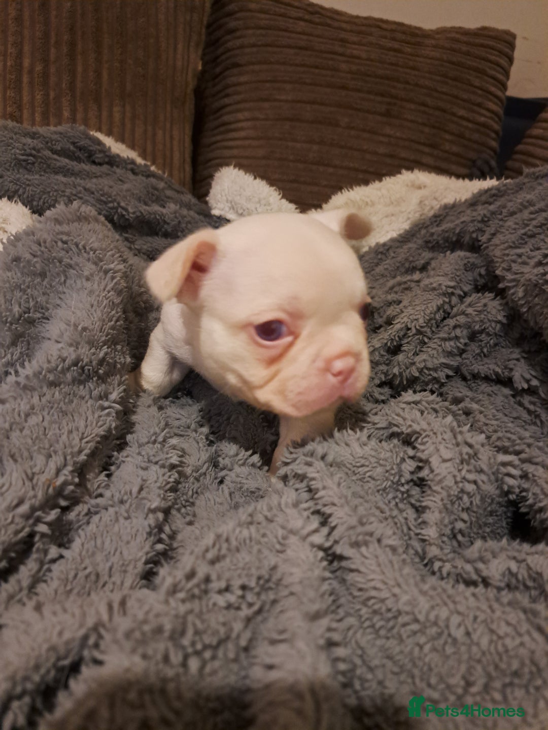 French Bulldog dogs for sale: One pink male french bulldog left  - Advert 26