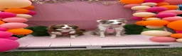 Border Collie dogs for sale: Gorgeous KC Registered Health Tested Border Collie - Advert 6