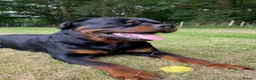 Rottweiler dogs for sale: Beautiful litter of KC Rottweilers  - Advert 4