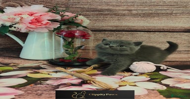 British Shorthair cats - Advert 10