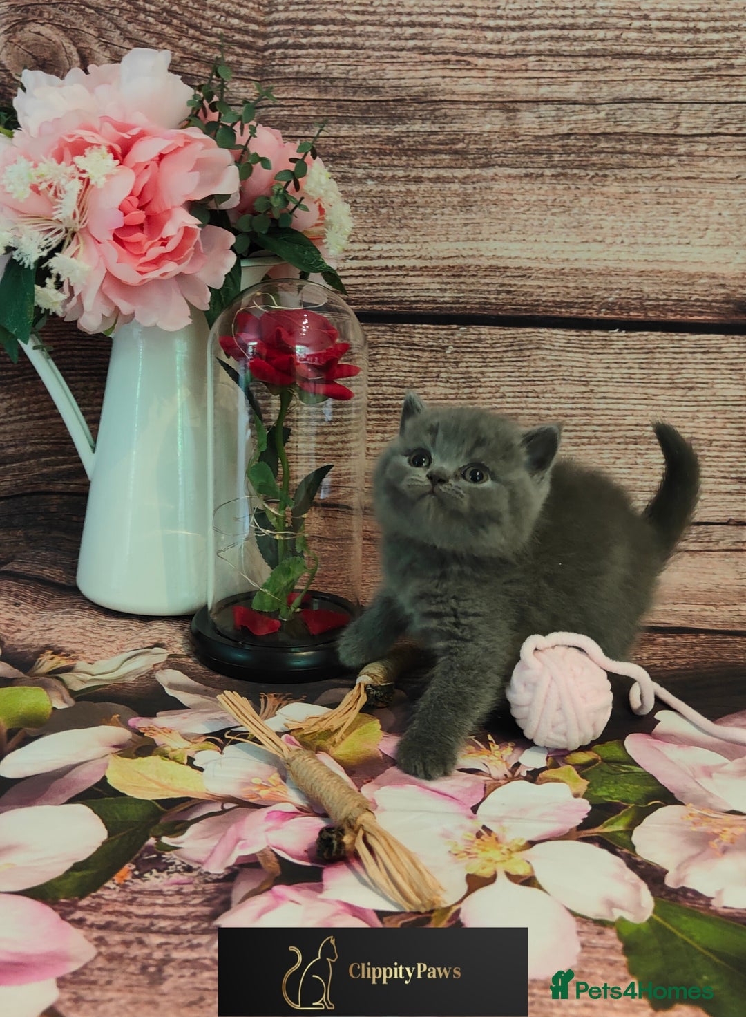 British Shorthair cats for sale: GCCF Registered chunky British Shorthair Kittens - Image 3