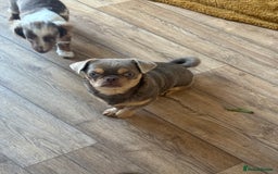Chihuahua dogs for sale: Beautiful Chihuahua 9 months with passport - Image 5