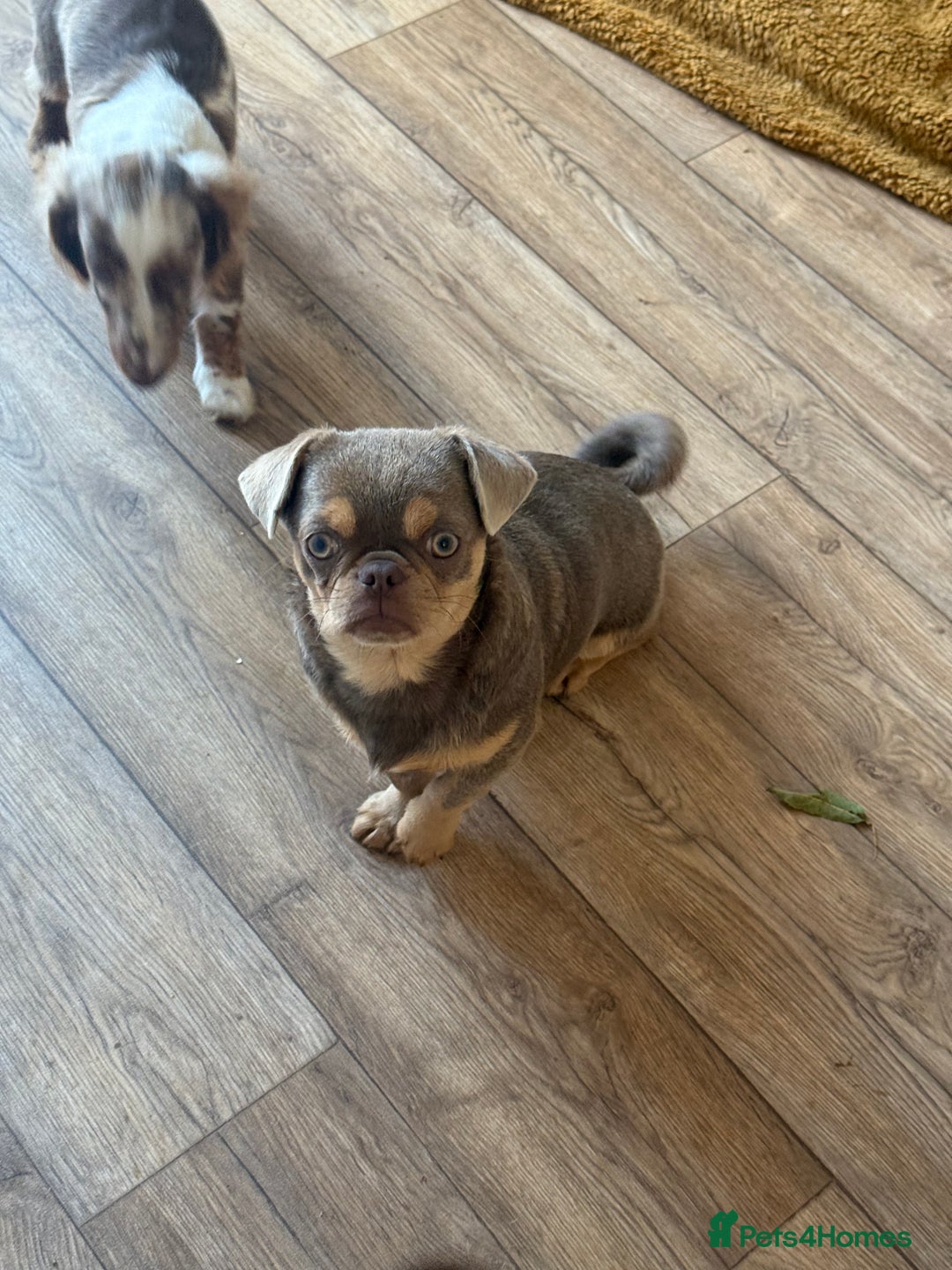 Chihuahua dogs for sale: Beautiful Chihuahua 9 months with passport - Image 5