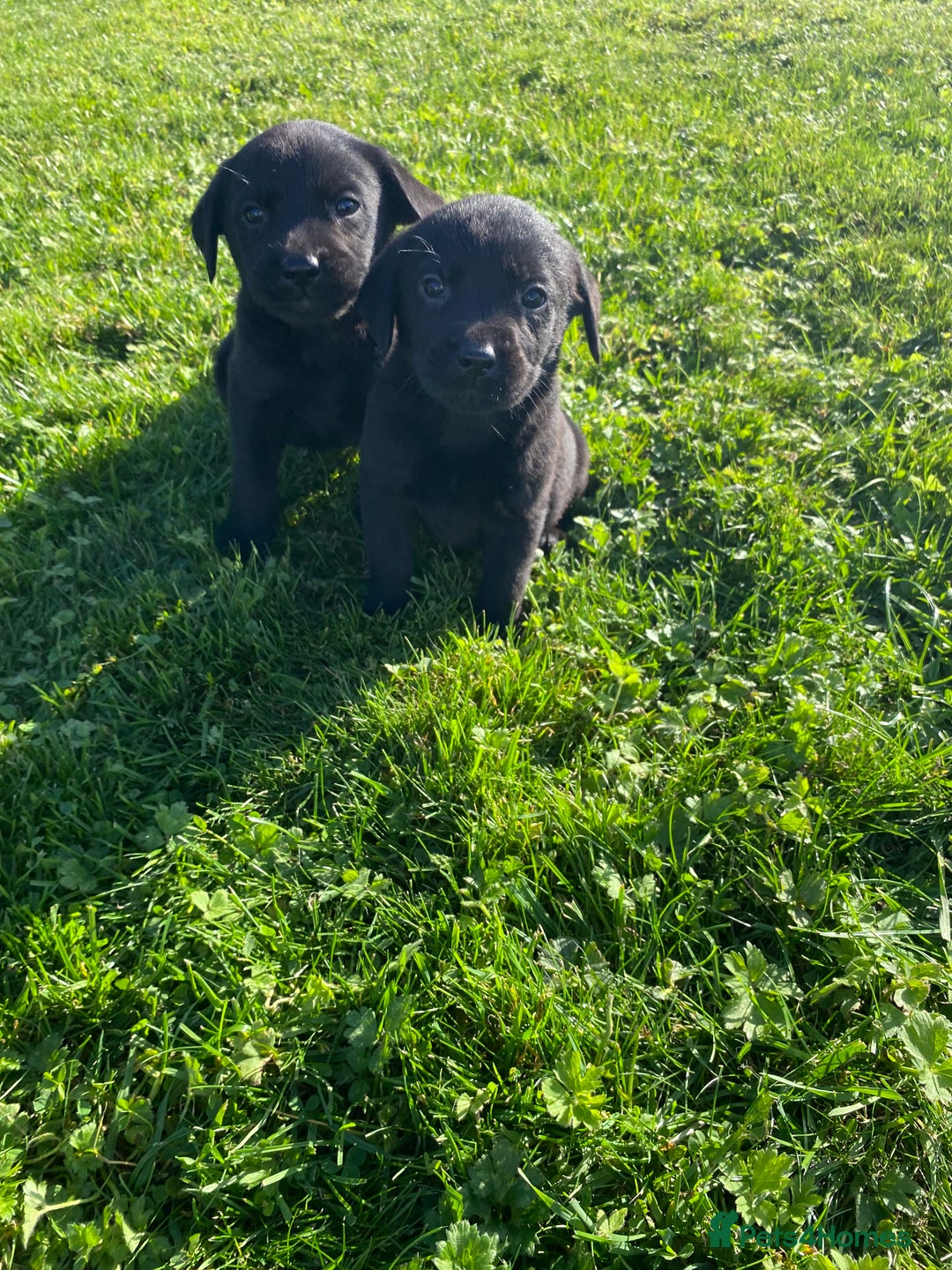 Labrador Retriever dogs for sale: Labrador retriever - Image 6
