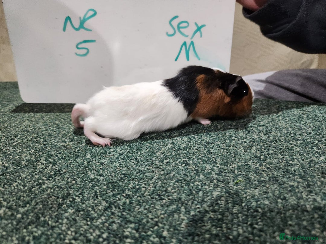 Guinea Pig rodents for sale: Guinea pigs for sale - Advert 4