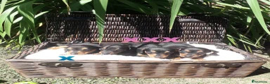 Miniature Dachshund 5