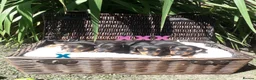 Miniature Dachshund dogs for sale: Miniature dachshund puppys available now  - Advert 5