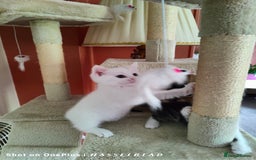 Turkish Angora cats for sale: REDUCED!!! Turkish Angora kittens for sale - Image 2